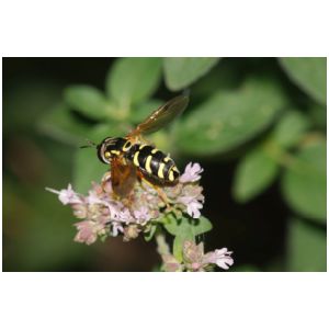 CHRYSOTOXUM FESTIVUM